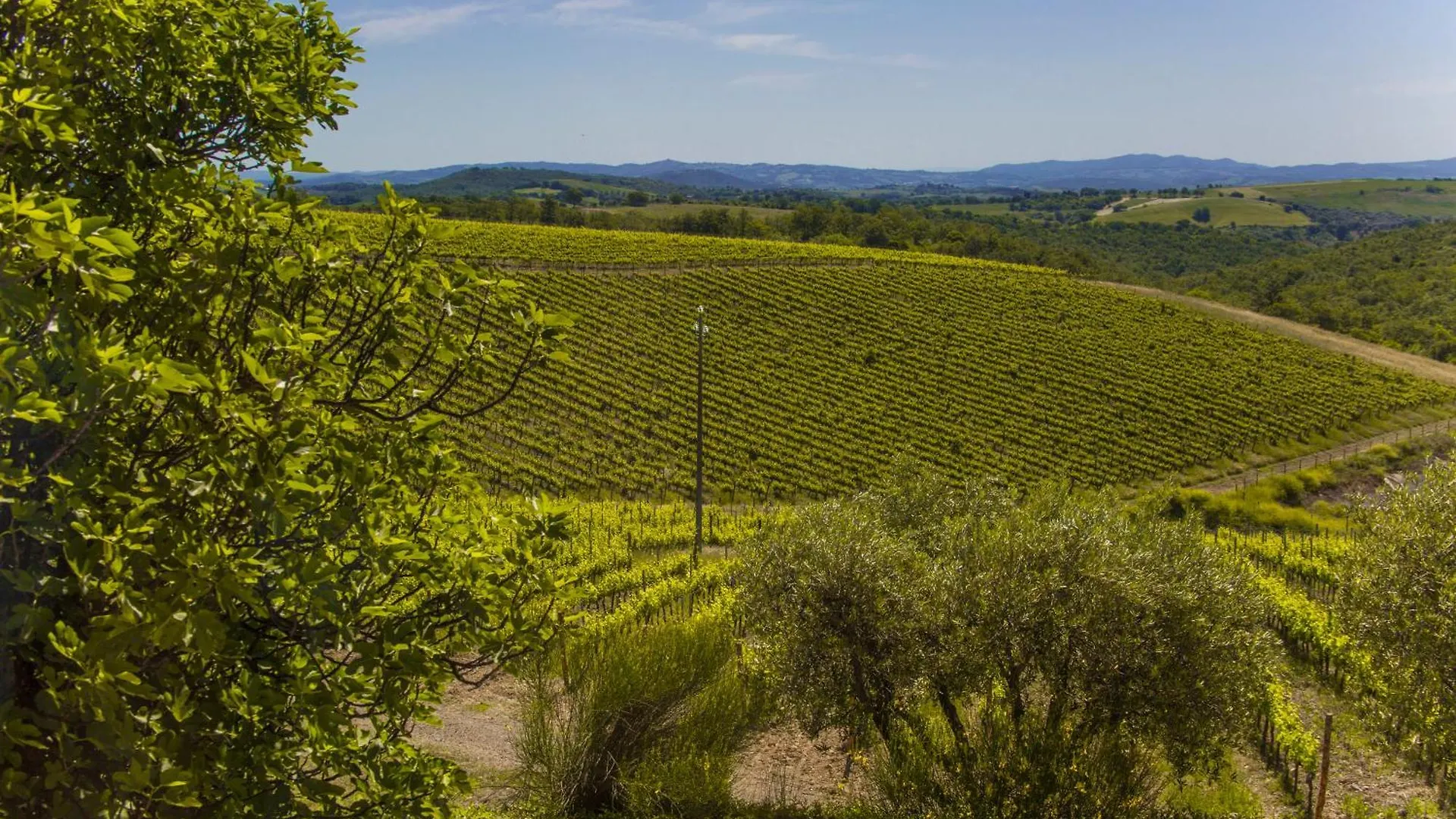 Fattoria Di Magliano Winery Villa Magliano in Toscana Italy